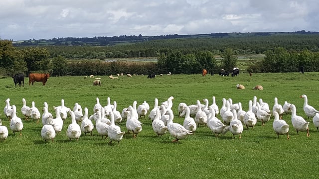 Meet the Roscommon family with the open house for fostering and social farming