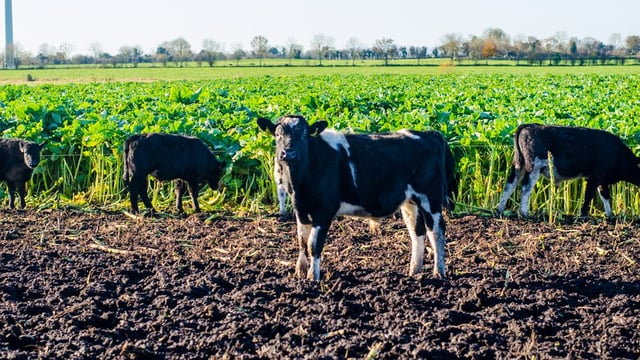 'Joined-up thinking' needed between dairy and beef