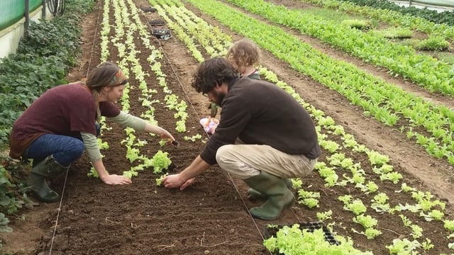 HSA launches free course for seasonal horticulture workers