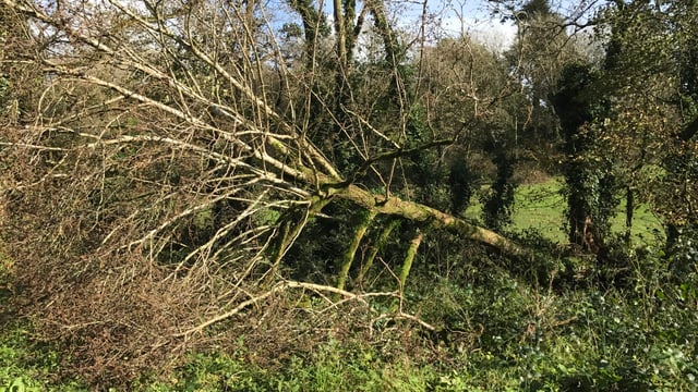 Gusts of up to 110kph forecast this weekend