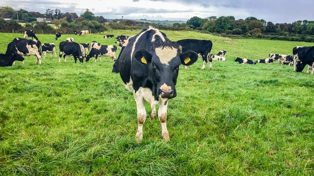 Executing the plan perfectly on a Co. Sligo dairy farm