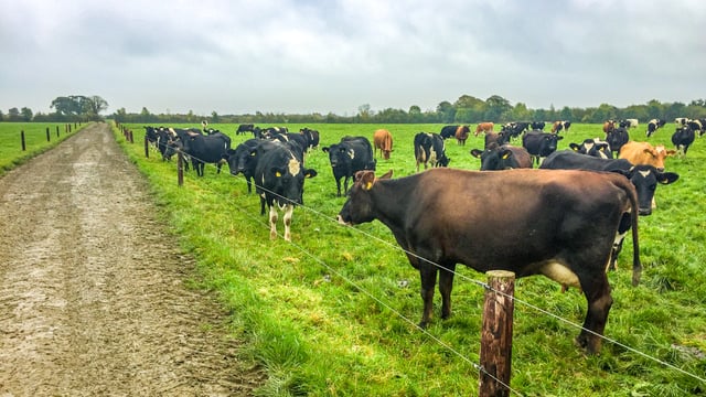 Dairy focus: Achieving a lifelong ambition on a greenfield site in Co. Offaly