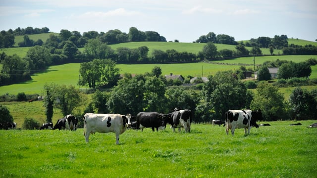 Bovine TB incidence rate continues to rise