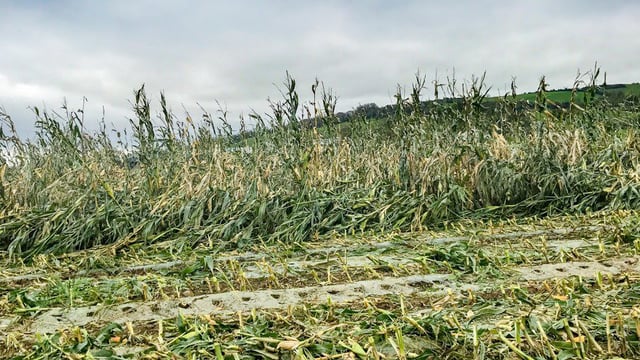 Storm-battered maize proving difficult to harvest