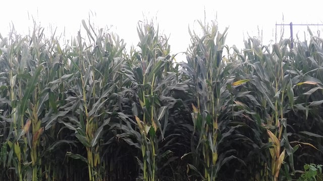 Is your maize ready to be harvested?