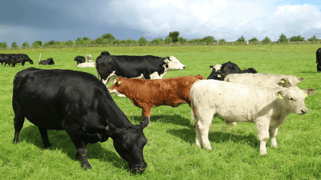 Slaughter performance: Differences between high and low terminal index sires