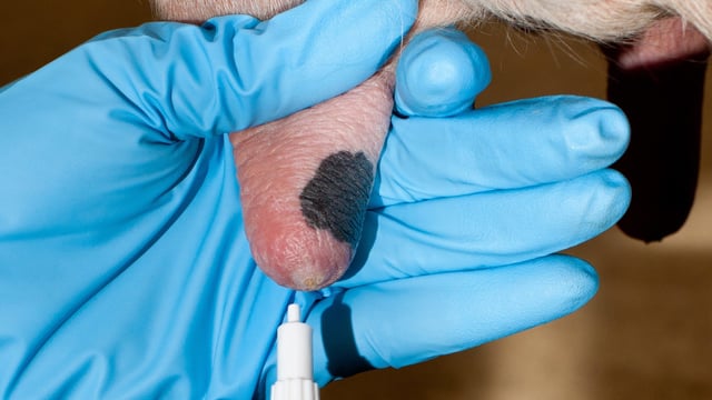 Over 30 dry cow syringes discovered along Cork roadside
