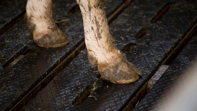 New code published to encourage NI farmers to reduce ammonia emissions