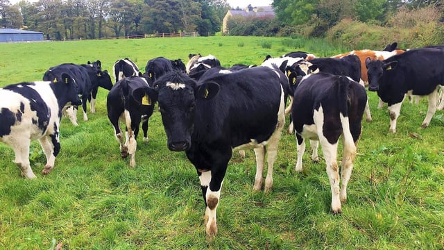 Colostrum - the driving force behind your replacement heifers