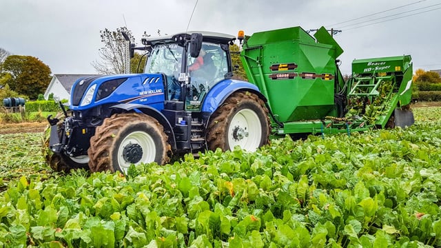 Irish beet plant on the way 'within one year'
