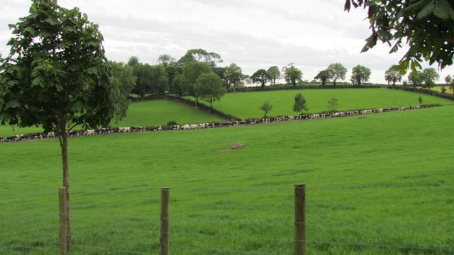 On the 'up': Down dairy farmers pipped at the post for UK grassland award