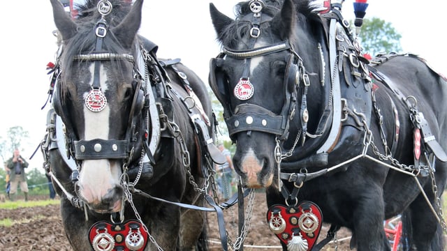 Horsepower: 'It's like an athlete - the more often you do it, the better you get'