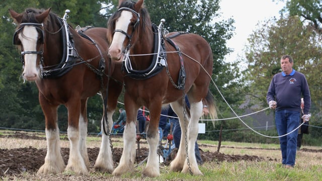 100 years on: Past times of even greater uncertainty for Ulster farmers