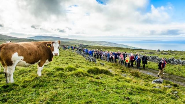 Pics: Limestone underground set to keep Clare cattle warm for winter