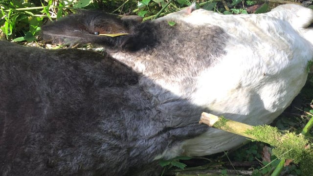 Farmer shocked to find cow strangled to death in 'barbaric crime'