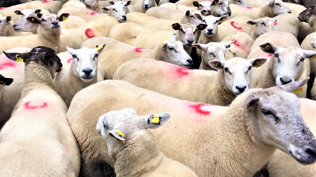 Time to conduct your ewe pre-breeding 'NCT'