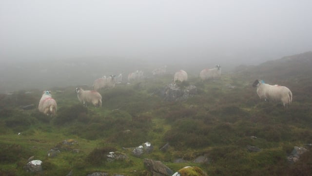 Met Éireann issues fog warning for Munster