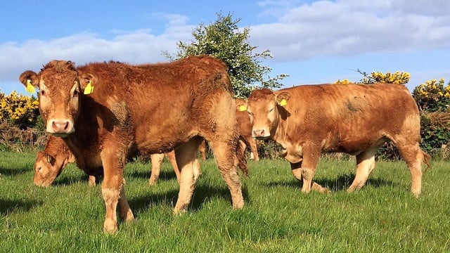 80% of beef heifers fail to meet calving-age targets