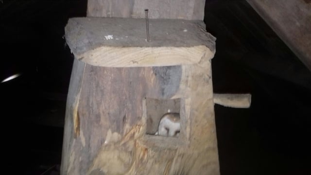 Barn owl bonus for Galway family on outbuilding conservation drive