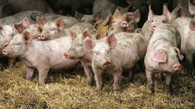 Support scheme launched for NI agri-food businesses