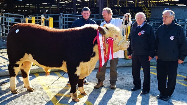 Pics: Strong demand for Herefords in Kilmallock