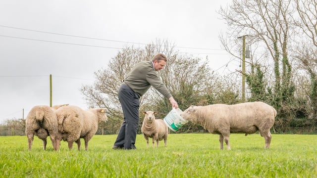 Sheep focus: Over two decades of Charollais breeding in the heart of dairy country