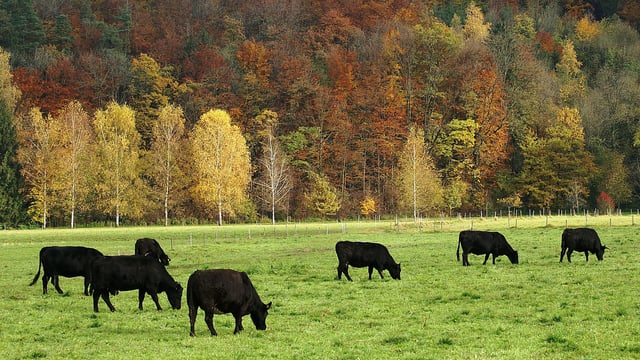 1,000 pedigree Angus heifers wanted for export