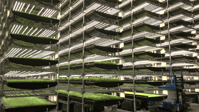 Organic farming on a shelf with hydroponics