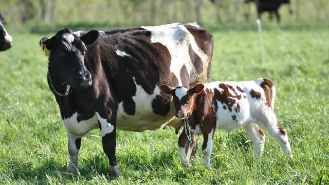 'There could be 15 cows to one call; women are getting the job done' - AI technician, Nichola (22)