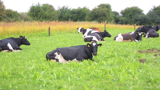 'More tools are needed to manage volatile milk markets'