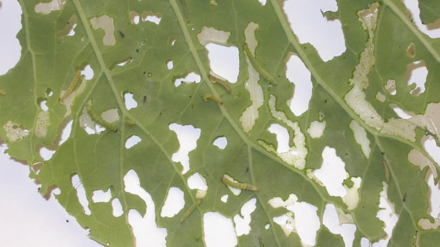 'Super pest' moth now capable of surviving British and Irish winter
