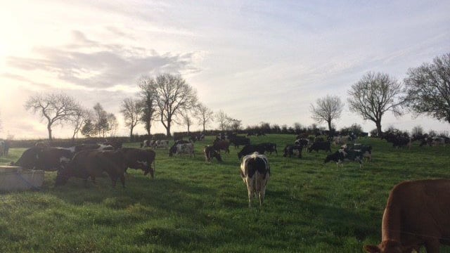 Grass advice: Cleaning final heavy covers and keeping your cows healthy
