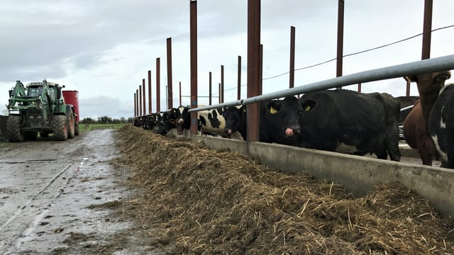 Dairy focus: Lessons learned from the first year milking 200 cows