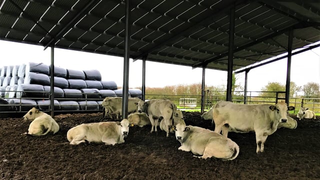 Beef focus: A Tipperary man and his Piedmontese adventure