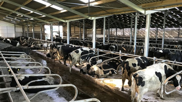 Buildings focus: Extending an existing slatted shed...twice