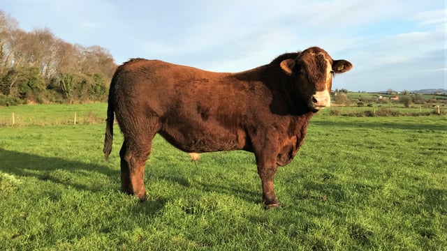 Beef focus: Stabilisers increasing profits on Co. Tipperary suckler farm