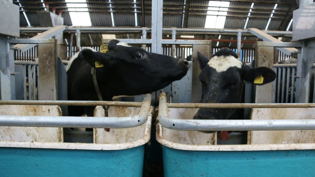 World Dairy Summit: The Co. Down herd in the top 1% of £PLI rankings