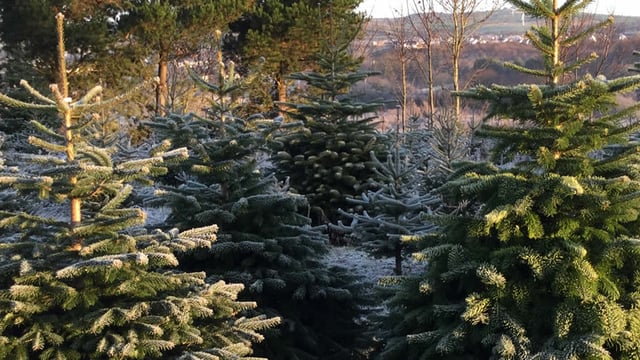 Real Irish Christmas trees: Do you know what tree you're buying?