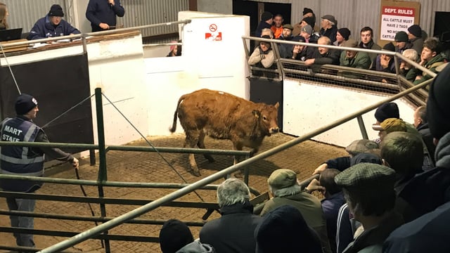 Cattle marts: Pics and prices from Mountrath heifer and bullock sale
