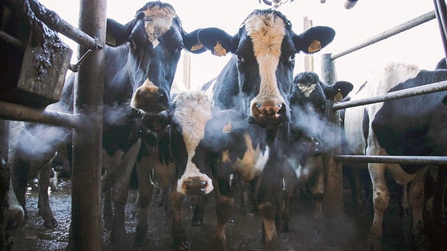 Farmers must scrutinise the role late-calving cows play on their farms