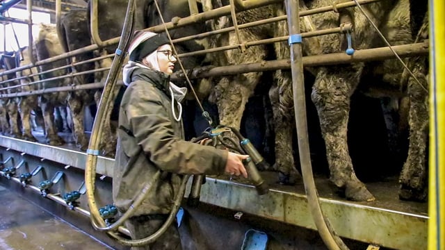 50 pilot work permits for dairy sector 'a very small first step'