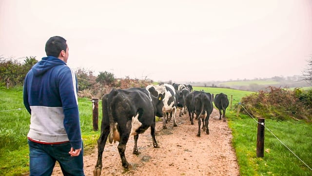 What sets the top performers apart in Irish dairy farming?