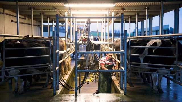 Dairy labour crisis: Creed 'willing' to consider non-EU work permits