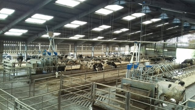How Dutch innovation is beating heifer 'bullying' at a UK college