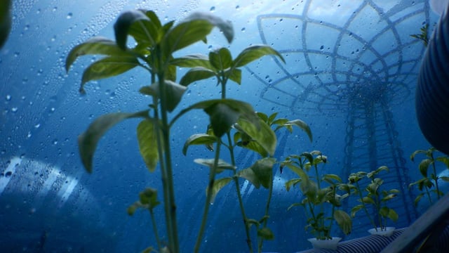 Video: Fancy some vegetables grown underwater?