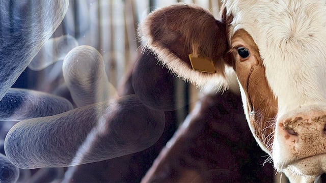 Six-hour TB test to launch at the end of this month