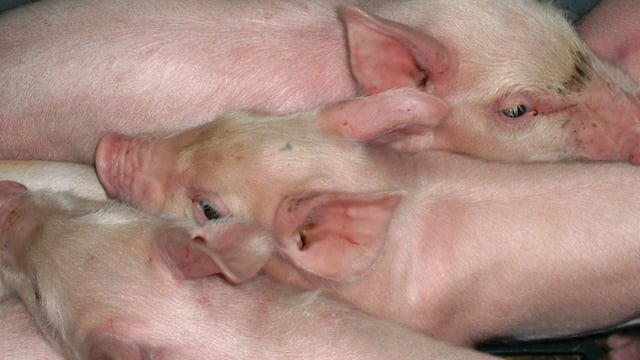 'Bounce back’ ability of Northern Ireland pig farmers ensuring industry's survival