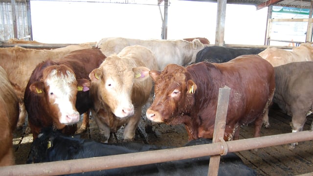 'Major beef project' seeks beef personnel to get involved