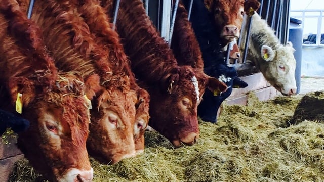 Poor farmer turn-out takes the edge off NBA event