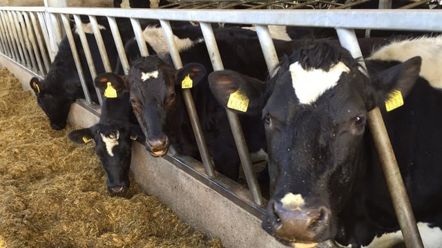 Glanbia to hold 3 additional fodder advice meetings
